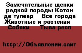 Замечательные щенки редкой породы Котон де тулеар  - Все города Животные и растения » Собаки   . Тыва респ.